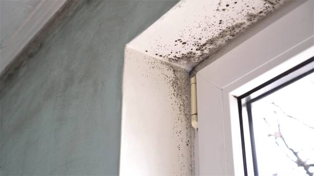 Best Toxic Mold Removal  in Beach Haven, NJ