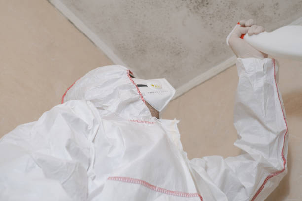 Mold Removal and Inspection in Beach Haven, NJ