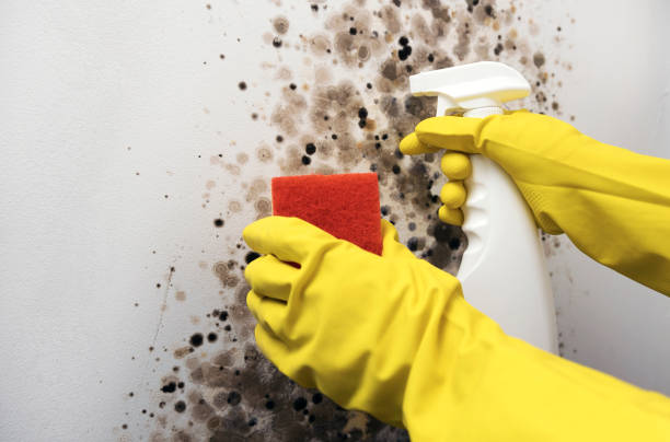 Crawl Space Mold Removal in Beach Haven, NJ