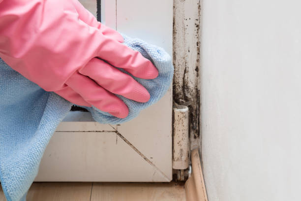 Best Crawl Space Mold Removal  in Beach Haven, NJ